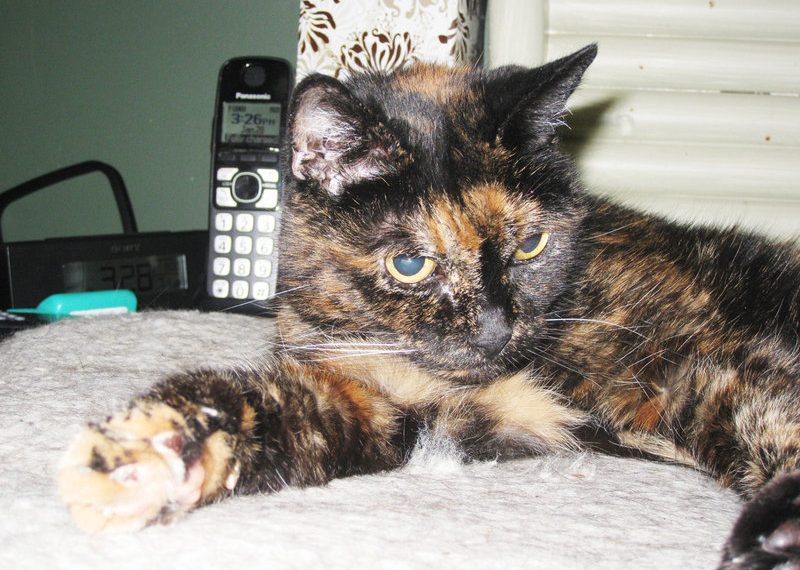 World's oldest cat purr-fectly at home in Point Loma