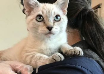 Unity Game brings Point Loma High students together