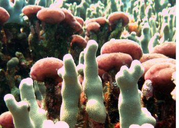 Scam targeting elderly sees robbers posing as utility workers