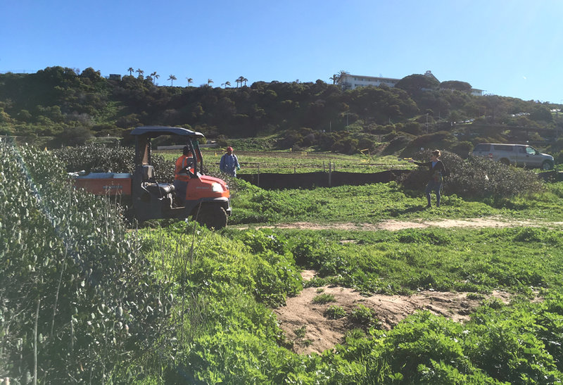 Group seeks to stop City from using chemical herbicides, change to organic products