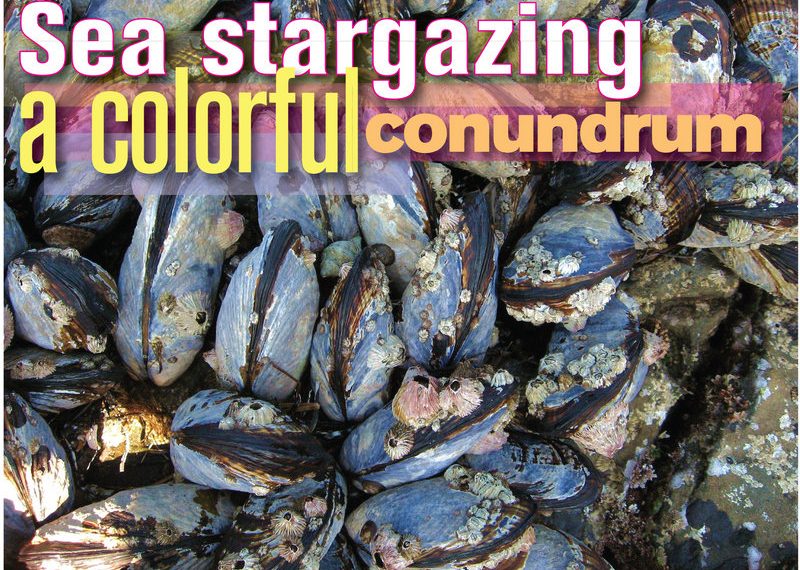 Tidelines: Exploring Sea stars at La Jolla Shores