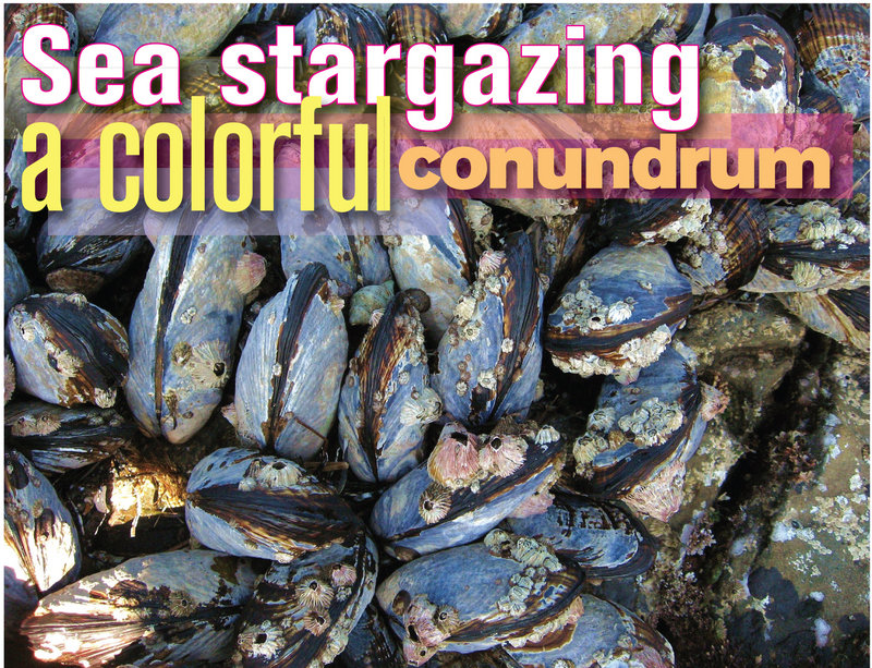 Tidelines: Exploring Sea stars at La Jolla Shores