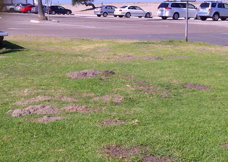 Local wildlife’s impact on Ocean Beach parks