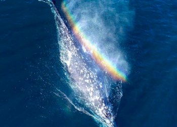 La Jolla Symphony to perform Anton Bruckner, Philip Glass; announces commissioning program