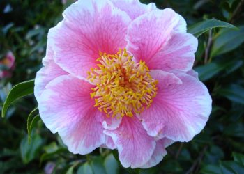 Scripps research vessel, ‘Sproul,’ realizes biofuel milestone