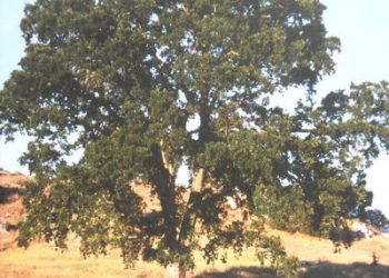 Zeiger, former Point Loma High alums team on video, film