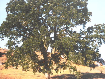 Art at UCSD: Remembering the past and imagining the future