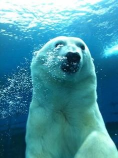 Szenja the polar bear dies at SeaWorld