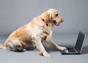 Tips for taking your dog to work