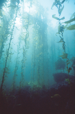 Reversing the tide of ocean species pillage