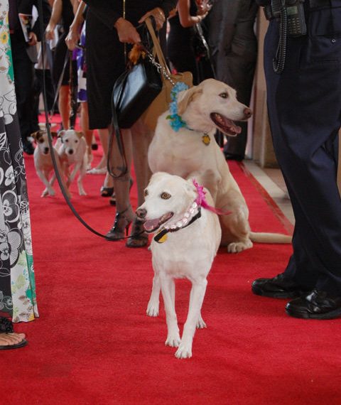 Annual Fur Ball is a fun way to save lives