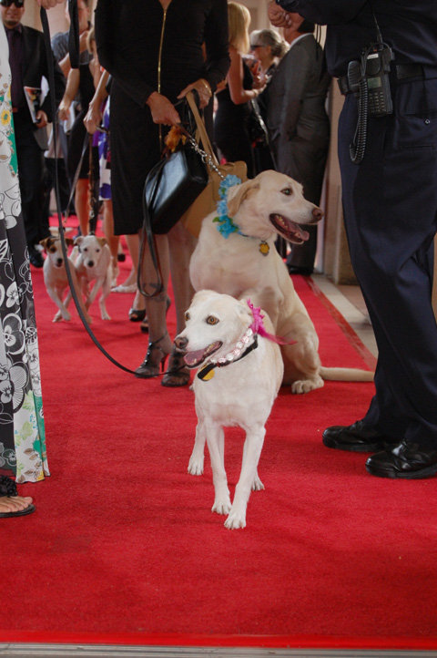 Annual Fur Ball is a fun way to save lives