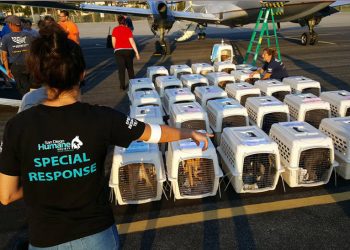 Pacific BeachFest music will range from reggae to mambo, to singer-songwriters