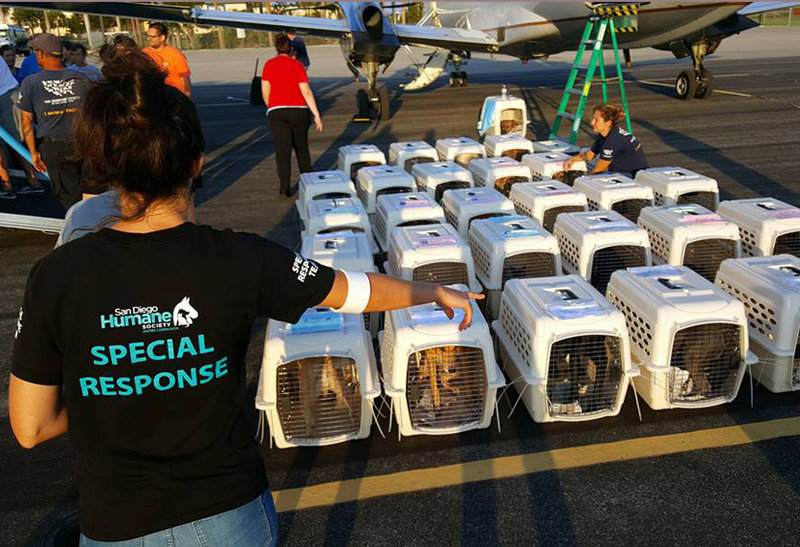 Hurricane heroes: San Diego Humane Society teams rescue animals