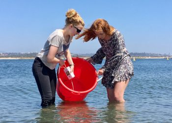 Mission Bay students release sea bass into the bay