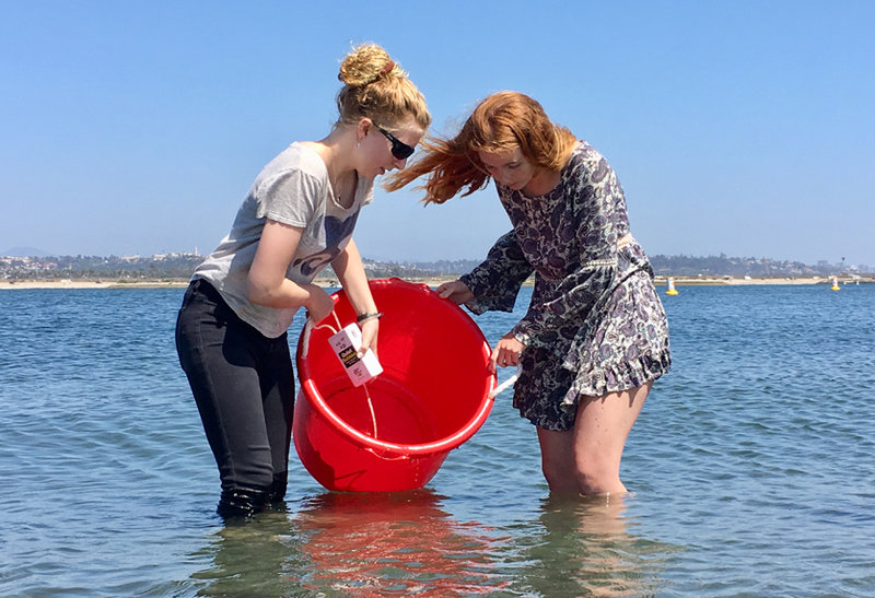Mission Bay students release sea bass into the bay