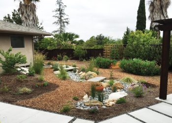 Rare male torbie up for adoption