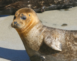 Opponents unite at LJ planning meeting