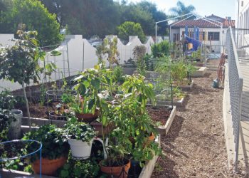 Options for De Anza Revitalization in Mission Bay still being discussed