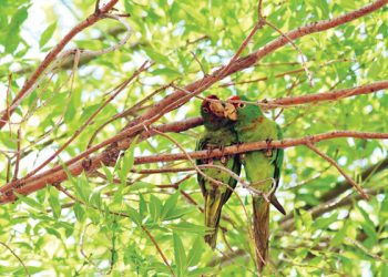 Point Loma girls win school's first water polo title