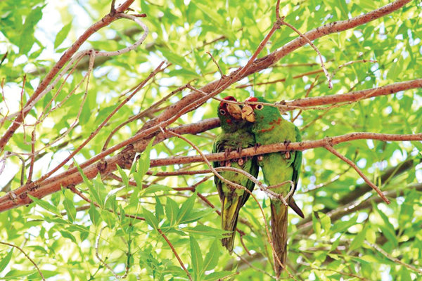Are more parrots cawing Ocean Beach their home? Experts say ‘yes,’ ‘no,’ ‘maybe’