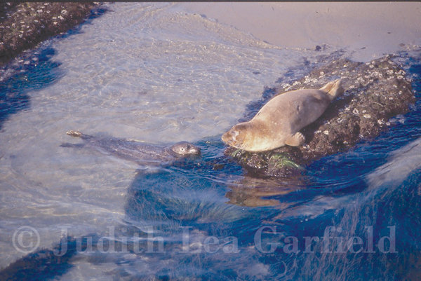 Tide Lines: En garde! Someone to watch over us