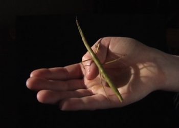 Resolution run offers family fun Dec. 31