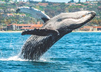 La Jolla wildlife drone photographer captures breaching humpback whale