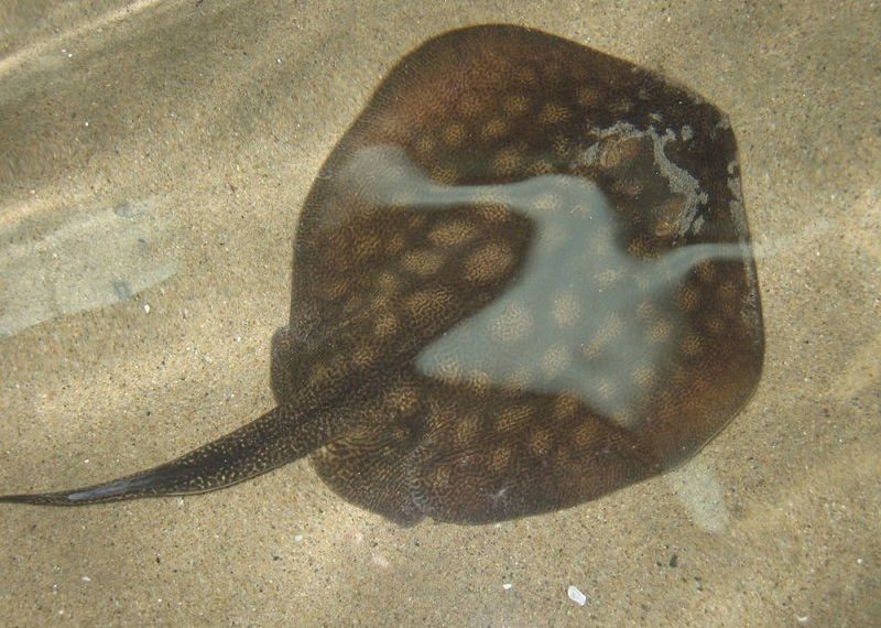 Bird's Surf Scoop: summer ocean gremlins return