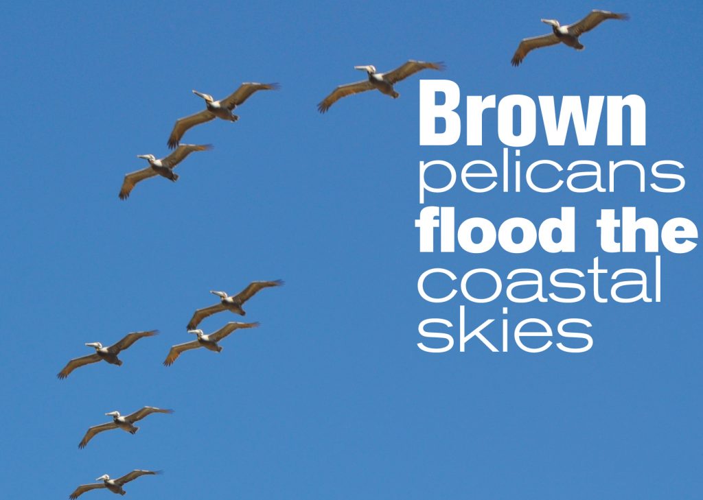 Brown pelicans showing increasing numbers over San Diego's coastline