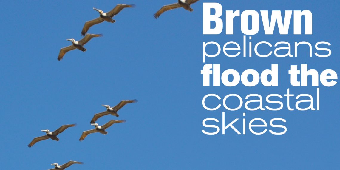 Brown pelicans showing increasing numbers over San Diego's coastline