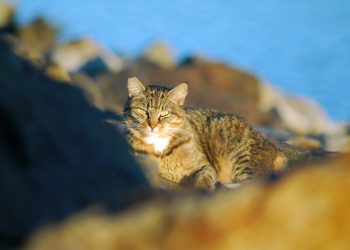 Prepare for St. Paddy’s Day with Skelpin at Tio Leo’s