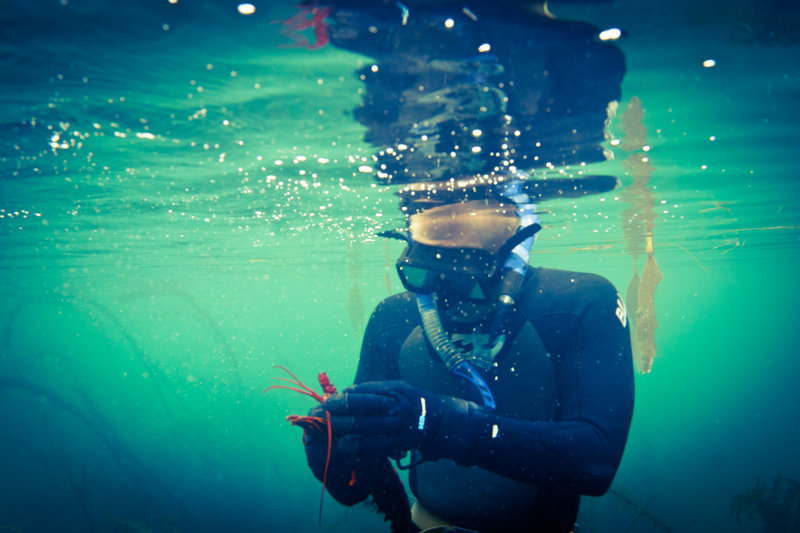 Inaugural ‘URT Lob Off’ event is one unique lobster-snaring competition