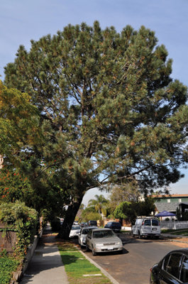 DEBATE BRANCHES OUT OVER MAJESTIC TREE