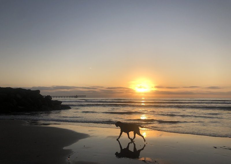 City Council announces new meeting to discuss Dog Beach’s 'ramp to nowhere'