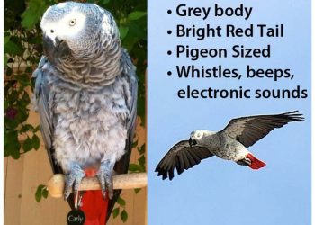 Zapf leads public charge to restore the Plunge to working order