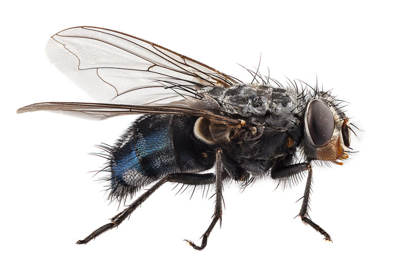 Mission Beach asks for funds to combat summer flies
