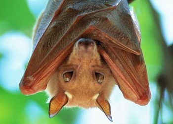 Man arraigned at hospital on weapon charge