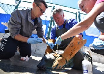 Crystal Pier Fishing Derby set for July 28