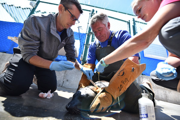 SeaWorld rescues, rehabilitates and returns seal to ocean