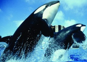 Killer whale ‘enslavement’ lawsuit tossed