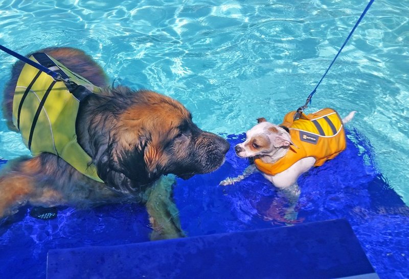 Dog rehab facility in Point Loma needs new pool