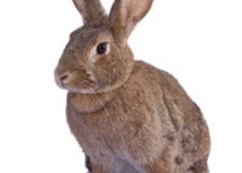 Lifeguards claim union reps strong-arm votes