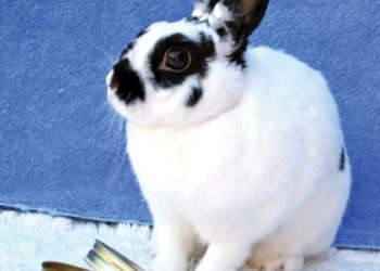 Lifeguards claim union reps strong-arm votes