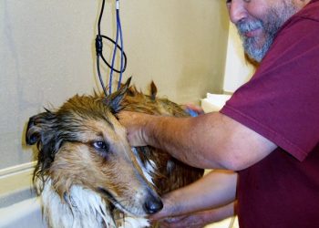 After tragic blow, Schiele returns to healing power of OB