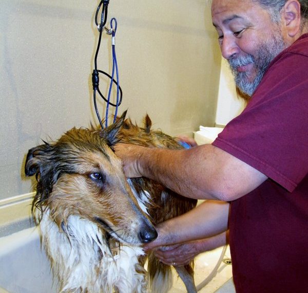 No bones about it: Dog Beach Dog Wash is definitely pooch heaven