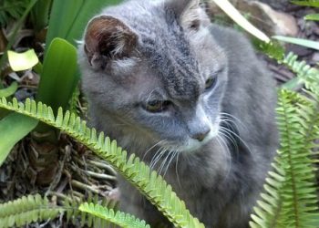 Cañon Street crosswalk: traffic signal, not closure