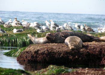 Helping La Jolla vets transition off the streets
