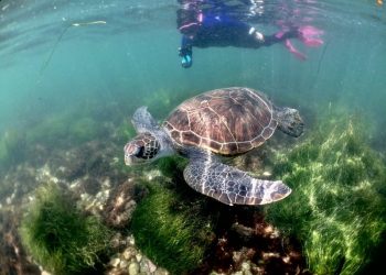 Come celebrate Women’s Dive Day at La Jolla Shores