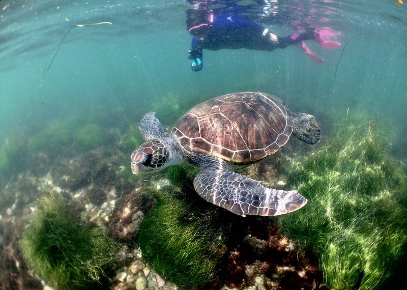 Come celebrate Women’s Dive Day at La Jolla Shores